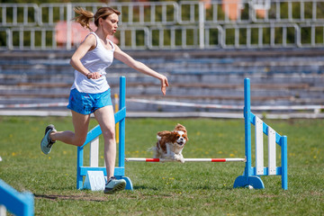 Small dog with handler jumping over hurdle in agility competition