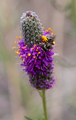 Small bee on purple prairie clover
