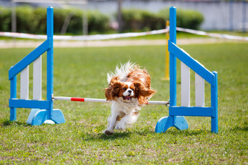 Cavalier king charles spaniel jumping over hurdle in agility competition