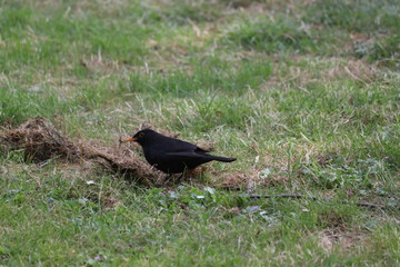 black bird - eating