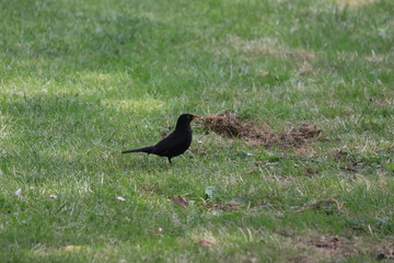 blackbird 2