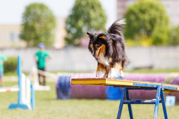 Brown sheltie walking on the edge of seesaw in agility competition
