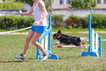 Small dog with handler jumping over hurdle in agility competition