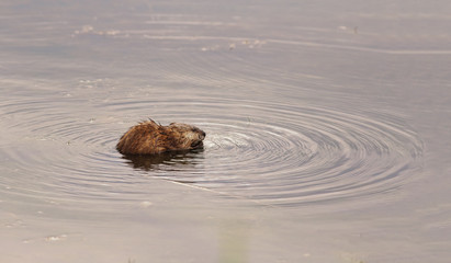 Young Ondatra creates waves.