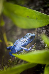Grenouille azur