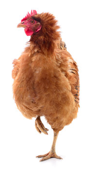 Brown hen isolated.