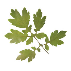 Herbarium with dry pressed plants on white background.