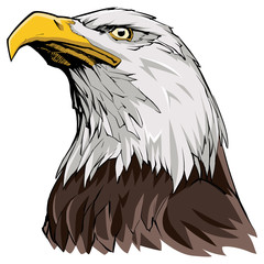 Obraz premium Bielik na białym / ilustracja North American Bald Eagle.