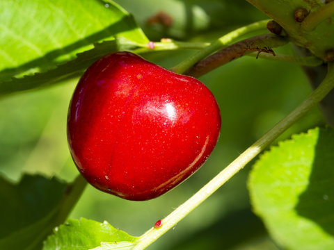 red cherry