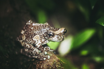Grenouille Rainette de Guyane