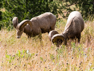 Two American bighorn sheep grazing on the meadow in Montana, USA