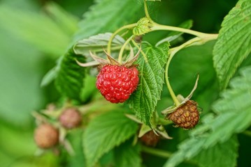 red berries raspberries on a branch with green bush leaves