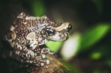 Grenouille Rainette de Guyane