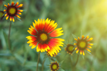 Beautiful bright  flower helenium on  blooming green meadow