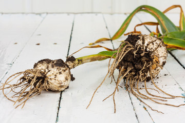 Fototapeta premium Fresh ripe harvested garlic on a wooden table on outside