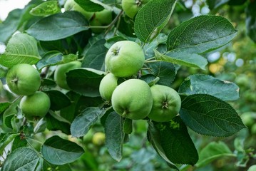 green apples on a branch of a tree with leaves
