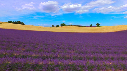 AERIAL: Beautiful rows of purple lavender and golden wheat field