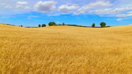 AERIAL: Beautiful big fields of golden wheat and purple lavender © helivideo
