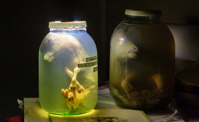 Calf embryo in glass jar with formalin. Veterinary preparation