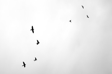 AVES