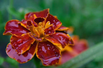 Marigold Tagetes patula close-up