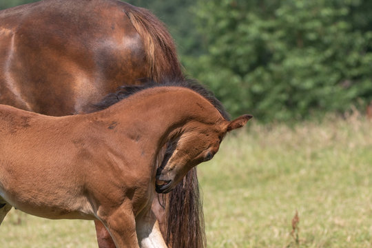 Fohlen juckt sich an der Brust
