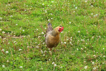 A hen is walking along the grass in the village. Close-up.