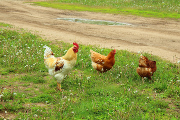 A rooster and a hen are walking outside in the village. Countryside. Close-up. Background.