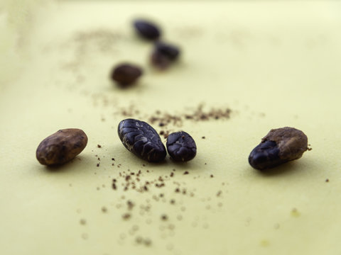 cocoa