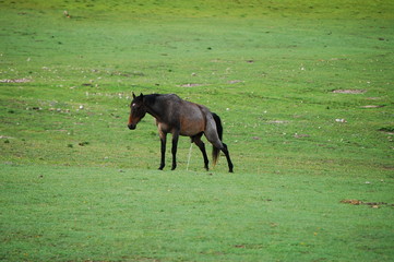 CABALLOS VACAS Y MONTA&Ntilde;AS