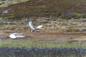 Swan in flight.Tromso.Norway