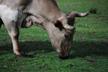 CABALLOS VACAS Y MONTA&Ntilde;AS