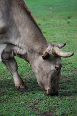CABALLOS VACAS Y MONTA&Ntilde;AS