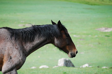 CABALLOS VACAS Y MONTA&Ntilde;AS