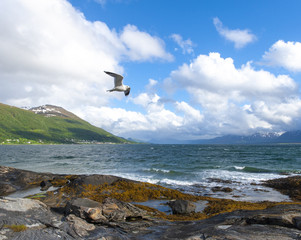 Coast of the Norwegian Sea.Tromso