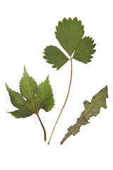 Herbarium with dry pressed plants on white background.