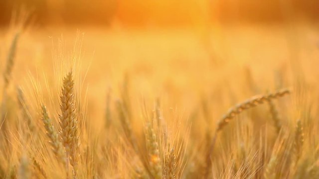 Amazing magic golden sunlight on field of wheat. Wheat crop sways on the field with golden sunlight closeup. Original RAW high quality video.