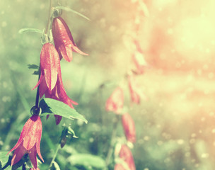 Colorful floral background with beautiful bells in the sunlight.