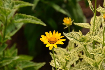 Sunstruck False Sunflower