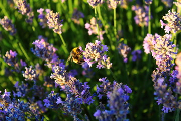Bine mit Lavendel