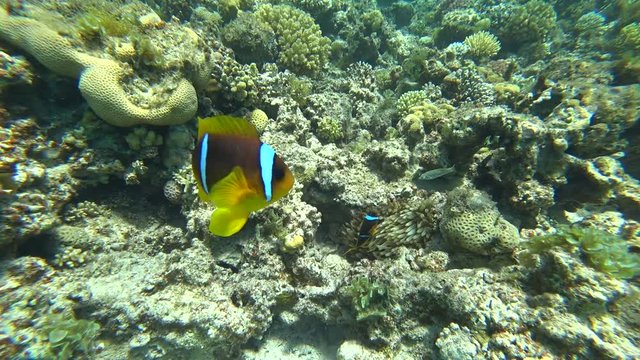 Nurkowanie. Egipt. Dahab