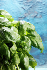 fresh green basil plant. healthy italian herb