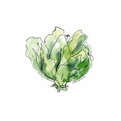 Watercolor hand drawn sketch illustration of cabbage