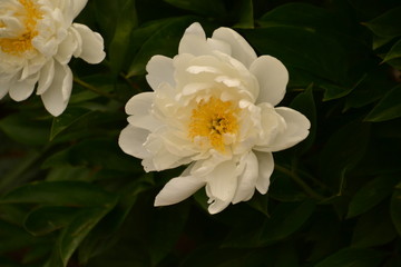 White and Yellow Peony