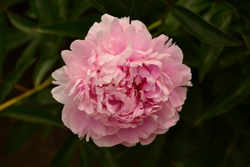 Pink Peony