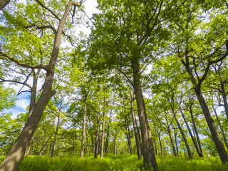 Beautiful landscape of a forest canopy of deciduous trees and grass on a summer day 