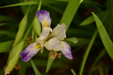 Purple and White Iris