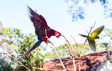 Brazilian Macaw