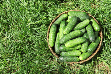 Wicker basket with ripe fresh cucumbers on green grass, top view