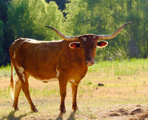 Beautiful and elegant Texas longhorn cow on rural country farm.  Agriculture shown closeup with majestic animal.